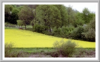 Rapeseed field on the Neckar River