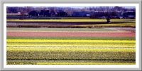 Flower fields in Lisse