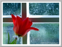 Tulip and window