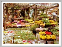The Amsterdam flower market.
