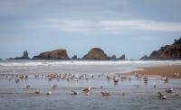 In Cannon Beach OR