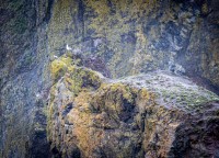 Haystack Rock, Cannon Beach OR