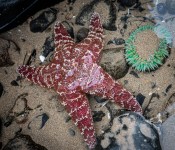 Sea Star near Haystack Rock, Cannon Beach OR