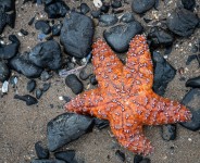 Sea Star near Haystack Rock, Cannon Beach OR