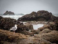 In Cannon Beach OR