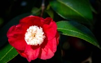 In Washington Park, Portland