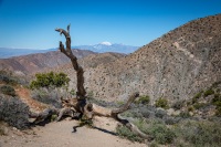 At Keys View in Joshua Tree National Park