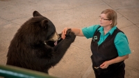 Bear show at Clark's Trading Post in Lincoln, NH