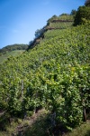 Along the Mosel