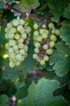 Along the Mosel