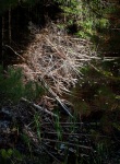 Beaver Dam at Shaw Pond in Long Lake, NY