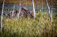 Beaver lodge at Shaw Pond in Long Lake, NY
