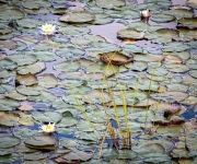 Shaw Pond in Long Lake, NY