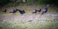 Wild Turkeys near our Cabin in Long Lake, NY