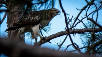 Hawk at Shaw Pond in Long Lake, NY