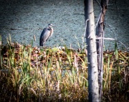 Heron at Shaw Pond in Long Lake, NY