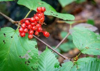 Hiking to Indian Lake in Caroga NY