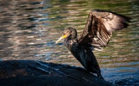 Cormorant in Camden, Maine