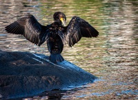 Cormorant in Camden, Maine