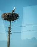Stork in Lithuania