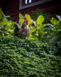 At Skansen Open-Air Museum in Stockholm