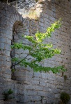 Ruins of Helga And Church in Visby