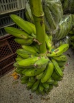 Bananas on the stem at Paloquemao market in Bogota