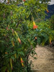 Flowers on Monserrate in Bogota