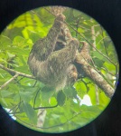 Three-toed sloth near Panama City