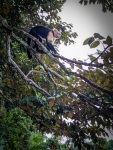 Tour of Monkey Island in Gamboa Panama