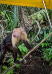 Tour of Monkey Island in Gamboa Panama