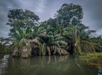 Tour of Monkey Island in Gamboa Panama