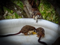 Titi Monkeys in Gamboa Panama