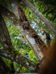 Titi Monkeys in Gamboa Panama