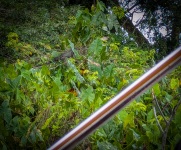 Tour of Monkey Island in Gamboa Panama