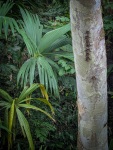 Tour of Monkey Island in Gamboa Panama