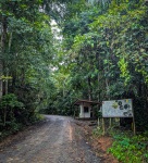 Hiking in the rainforest in Gamboa Panama