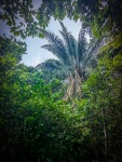 Hiking in the rainforest in Gamboa Panama