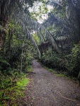 Hiking in the rainforest in Gamboa Panama