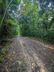Hiking in the rainforest in Gamboa Panama