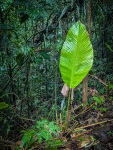 Hiking in the rainforest in Gamboa Panama