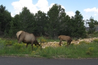 Elk