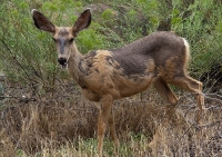 Mule Deer