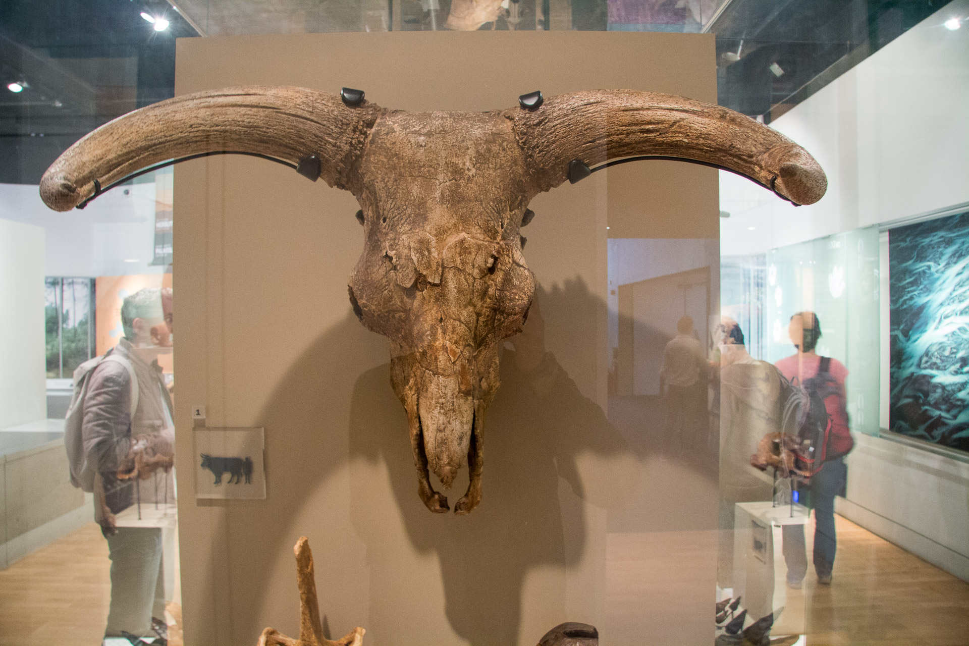 Aurochs skull at the Museum of London