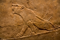 Reliefs from the North Palace of Ashurbanipal (Assyrian) at the British Museum in London