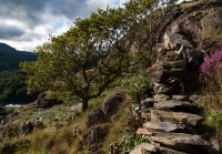 On the hill across the river from our cottage in Beddgelert
