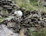 Around Beddgelert