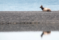 Elk near Lake Yellowstone in Yellowstone