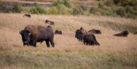 Bison in Lamar Valley in Yellowstone