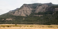 Bison in Lamar Valley in Yellowstone